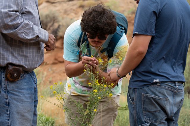 A college student bends over to inspect a tall plant with thin stems and small yellow flowers.