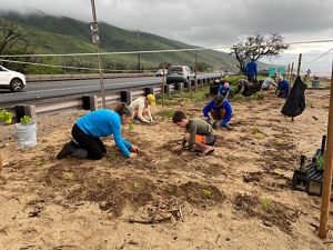 People planting next to a road on a beach. 