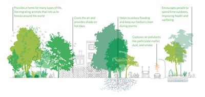 An infographic outlining the benefits of tree canopy: It provides a home for many types of life, like migrating animals that link us to forests around the world. It cools the air and provides shade on hot days. It helps to reduce flooding and keep our harbors clean during storms. It captures air pollutants like particulate matter, dust, and smoke. It encourages people to spend time outdoors, improving health and wellbeing.