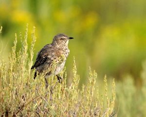 A small brown bird perches on top of a bush.