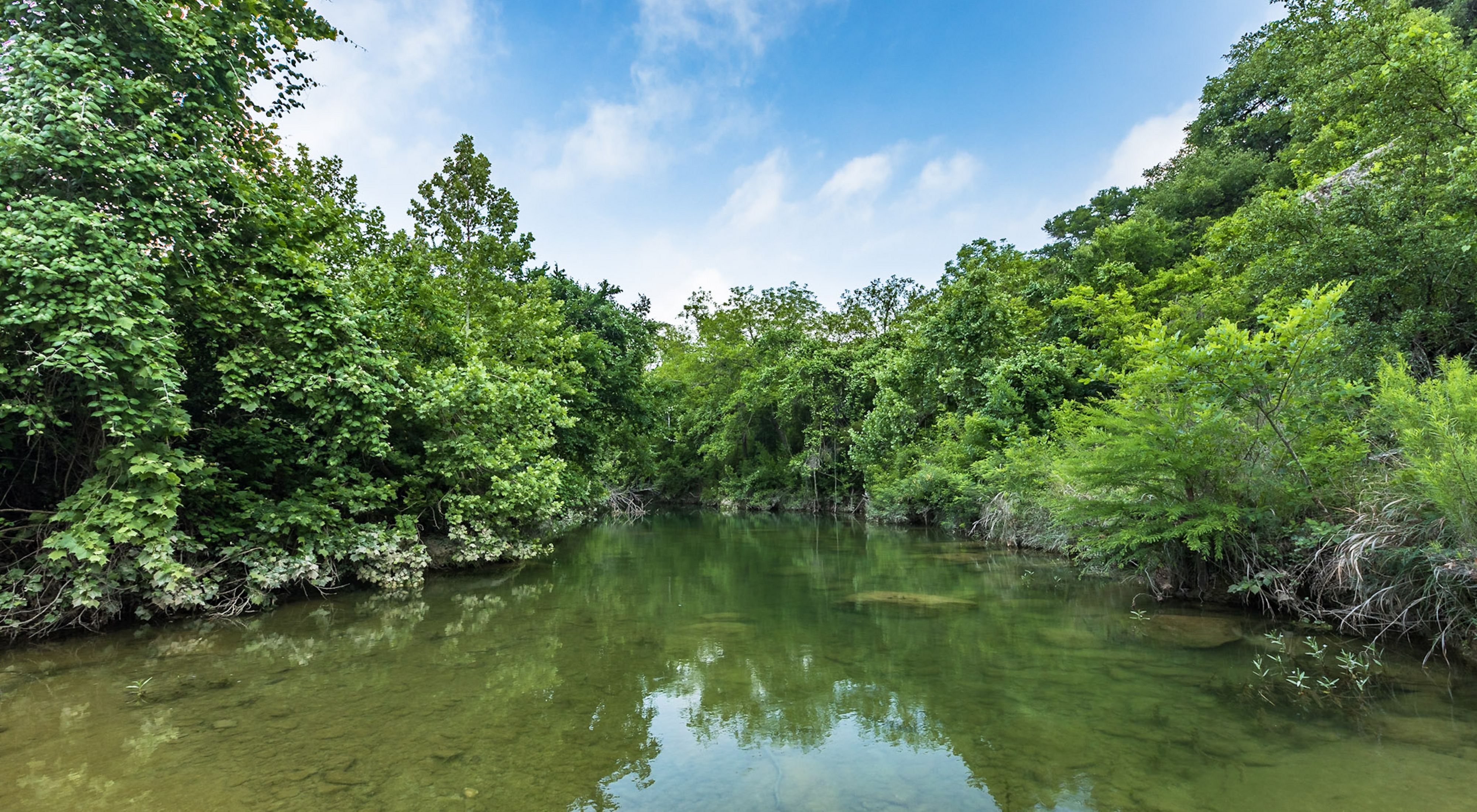 A clear creek lined by dense, green trees.