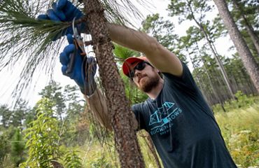 Josh Chapman reaches up to grasp and snip off the bushy branch of a longleaf pine tree. He stands in an open savanna ringed by tall pines.