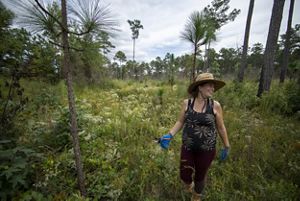 A woman wearing a wide brimmed hat walks through an open pine savanna. She holds a pair of clippers in her right, gloved hand.