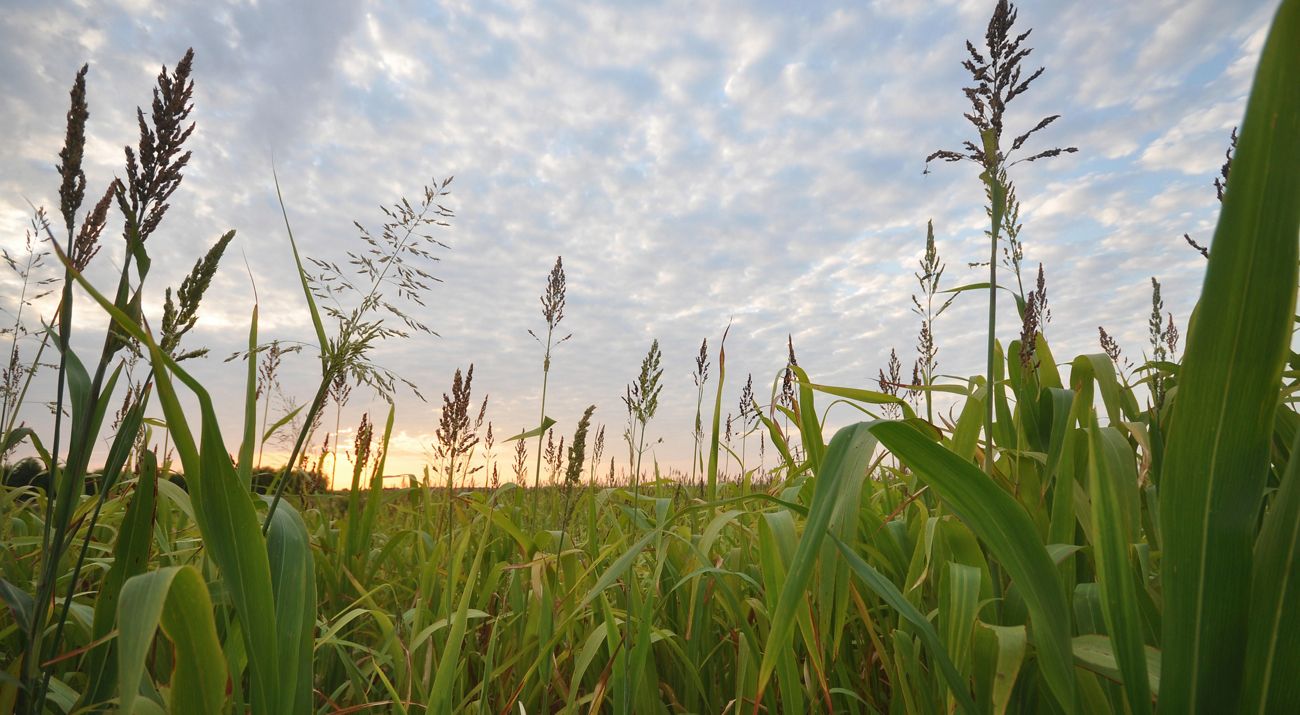 A field of green cover crops beneath a light blue sky as the sun rises.