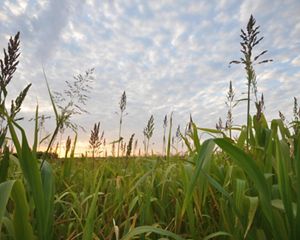 View from within the plants in a farm field of the sun rising in the distance.