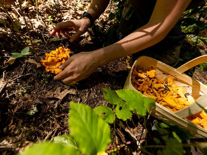 A person reaches down to gently cup a chanterelle mushroom before cutting and collecting it. A large basket sits nearby already full of foraged chanterelles.
