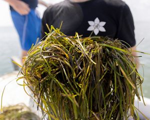 A man holds up a large, thick bundle of long eelgrass shoots collected in a Virginia coastal bay.