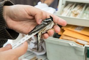 A person holds a ruler against a small black and white bird, taking its measurements.