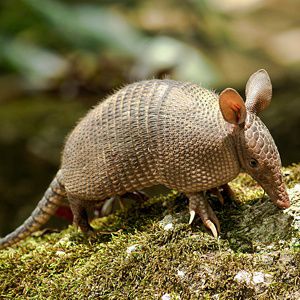 Armadillo.