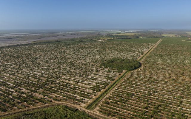 Aerial view of a citrus grove, long parallel lines of trees, growing to the horizon.