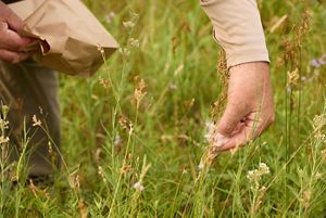 A hand reaches down and removes seeds from a plant.