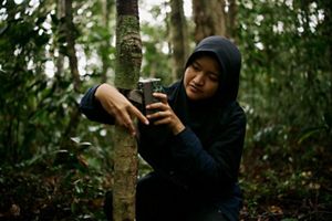 A person attaches a wildlife camera to a thin tree trunk in a forest.