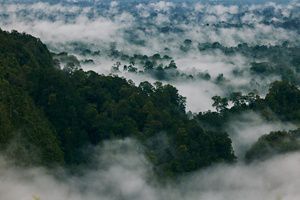 A rainforest shrouded in clouds.