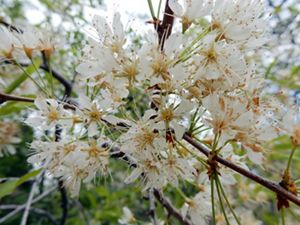 A tight cluster of white blossoms on a thin branch. Groups of three flowers grow on thin green stems from a common point on the branch.