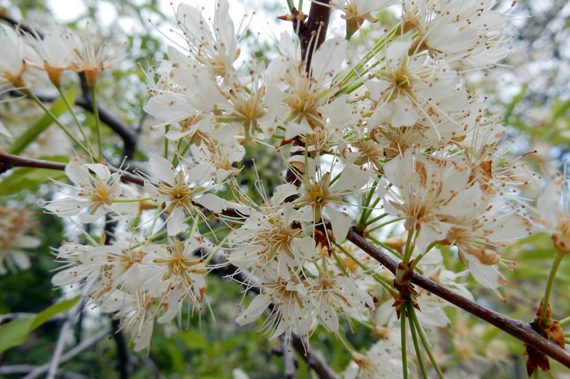 A tight cluster of white blossoms on a thin branch. Groups of three flowers grow on thin green stems from a common point on the branch.