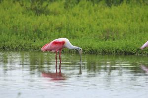 A pink feathered bird stands bent over in shallow, calm water with its spoon-like beak in the water.