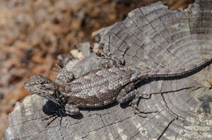 A grey and brown mottled lizard stares back as it tries to camouflage itself against a tree stump.