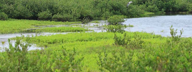 Birds fly over dense coastal vegetation and floating plants.