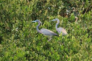 Two gray birds with white bellies stare off into the distance as they sit amongst green vegetation.