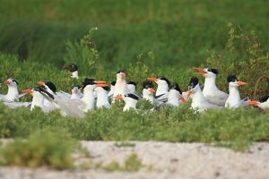 Over a dozen small white and black birds with bright orange beaks sit on nests in the sand. 