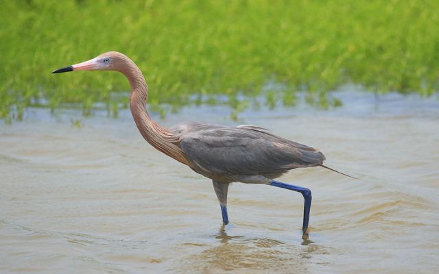 A closeup of a reddish egret, with a long, pink neck fading into grey feathers, wading through blue waters and green marsh habitat.