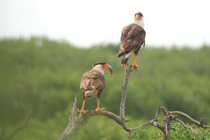 Two birds with brown bodies, white necks, brown crowns and orange beaks stand on a branch.
