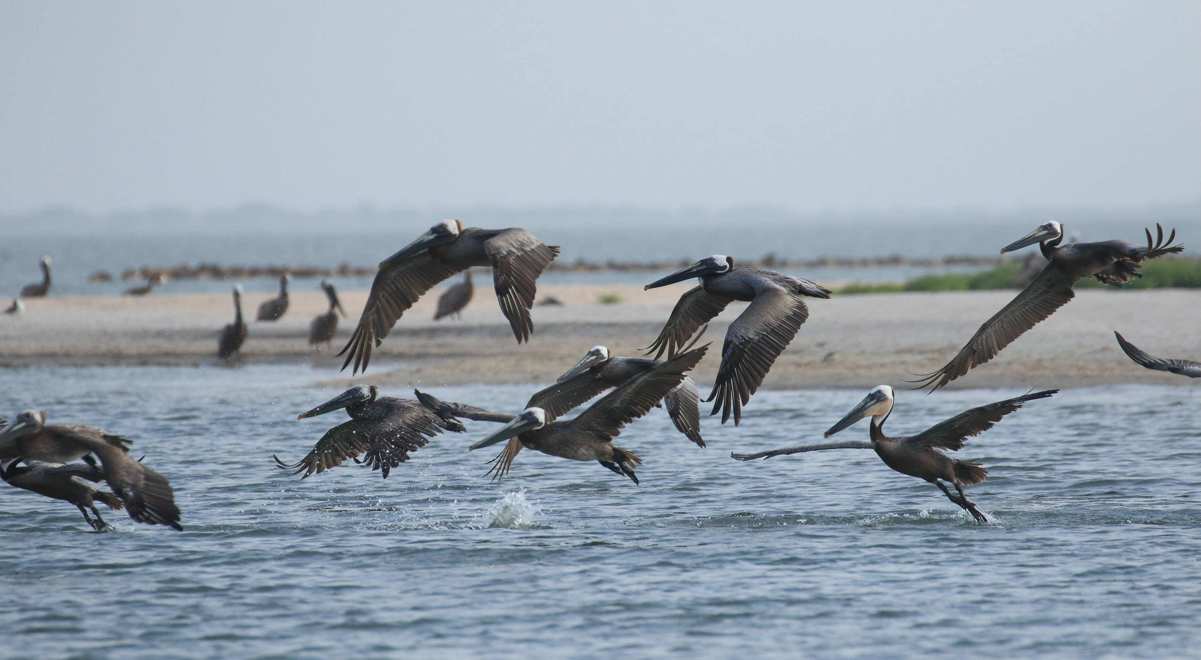 A large group of brown pelicans take flight, skimming the ocean surface.