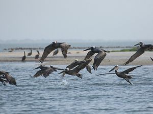 A large group of brown pelicans take flight, skimming the ocean surface.