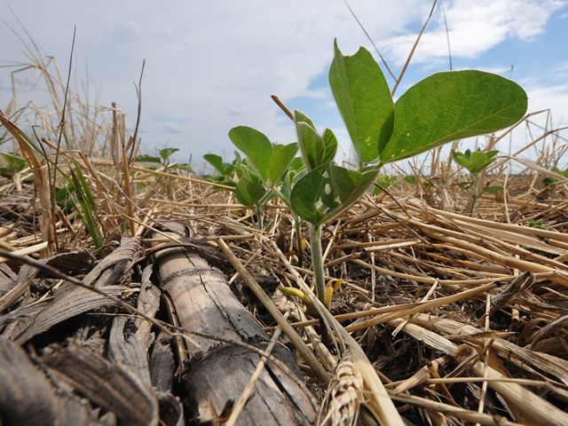 Soybeans emerge through a thick mat of diverse cover crop plant residues. Cover crop plant residues help reduce evaporation, lower soil temperatures and protect the soil from wind and water erosion. 