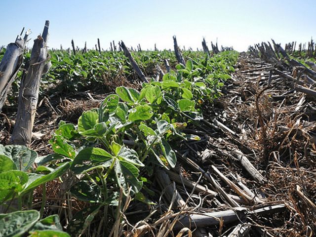 Soybeans grow through a dense blanket of diverse cover crop residue in this Nebraska field.