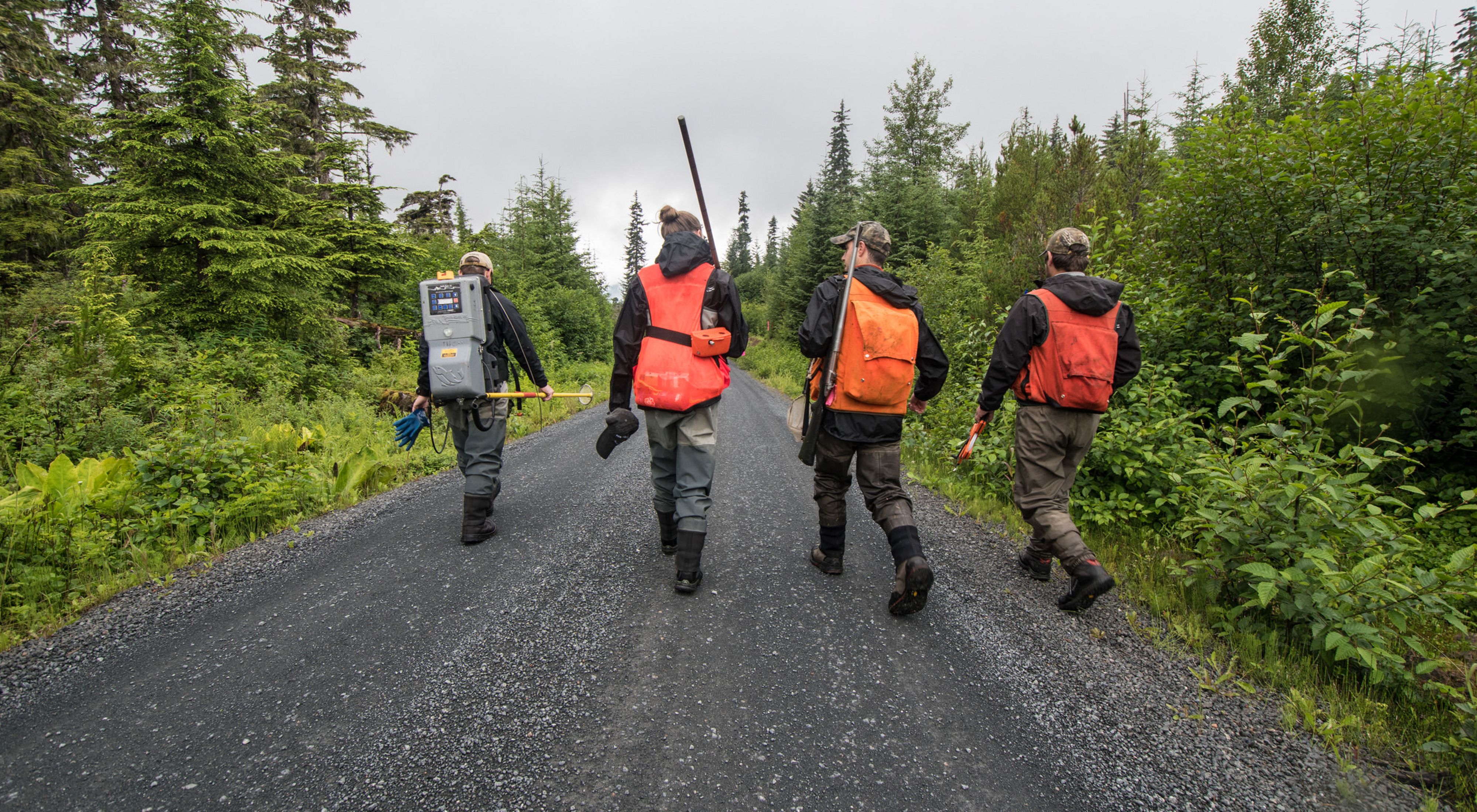 Four members of the Hoonah Native Forest Partnership field crew wear orange vests and carry equipment as they walk down a dirt road in a forest.