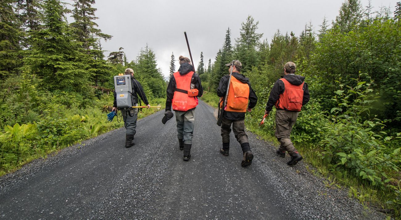 Four members of the Hoonah Native Forest Partnership field crew wear orange vests and carry equipment as they walk down a dirt road in a forest.