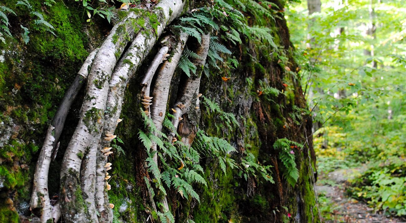 Close up view of a tree vine in the foreground and forest in background.