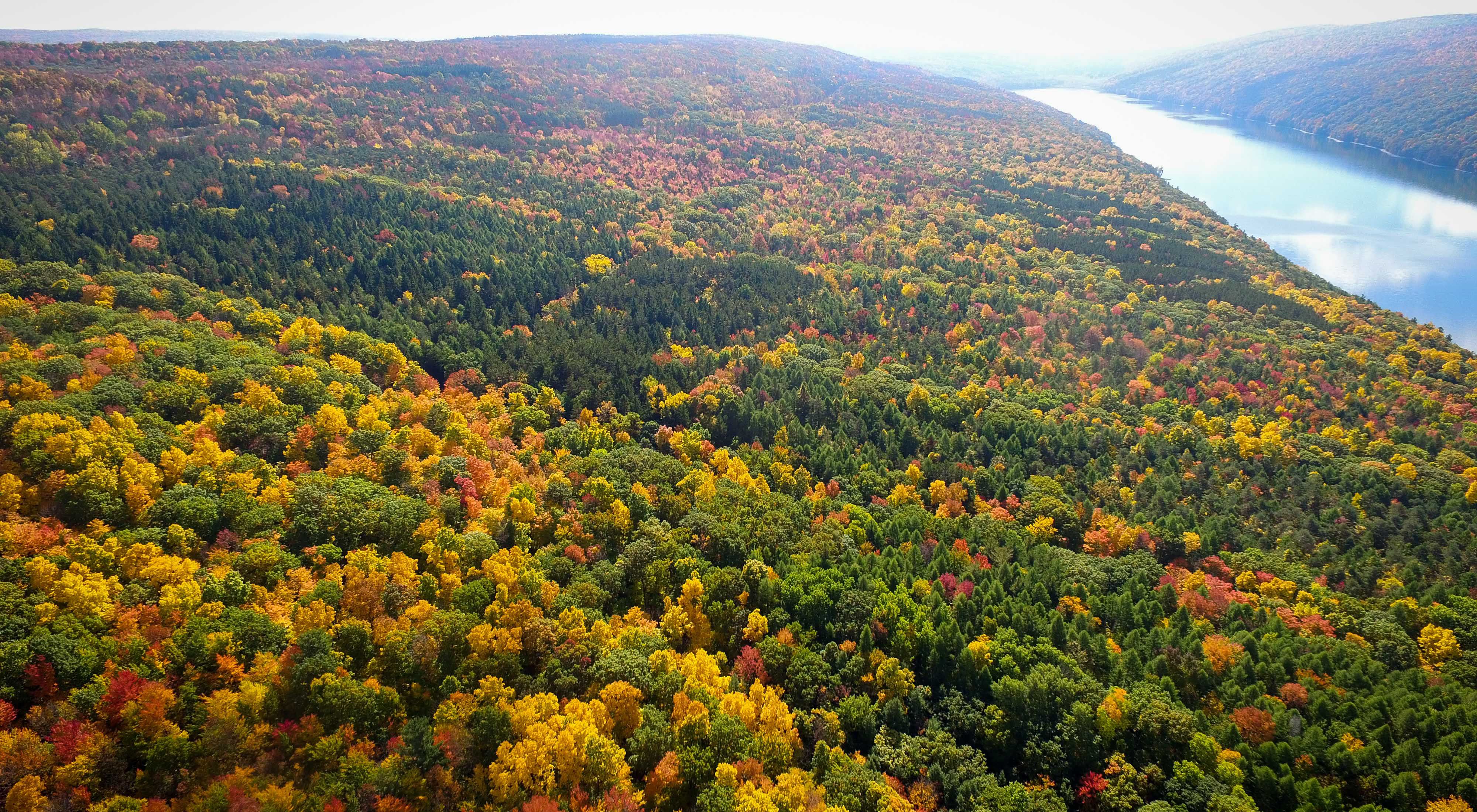 Bird's eye view of a forest with green, burnt orange, and yellow trees and a river on the upper righthand side.