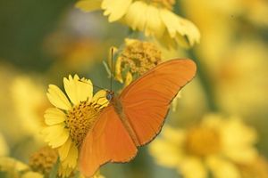 An orange Julia butterfly sits with its wings spread on a yellow flower.