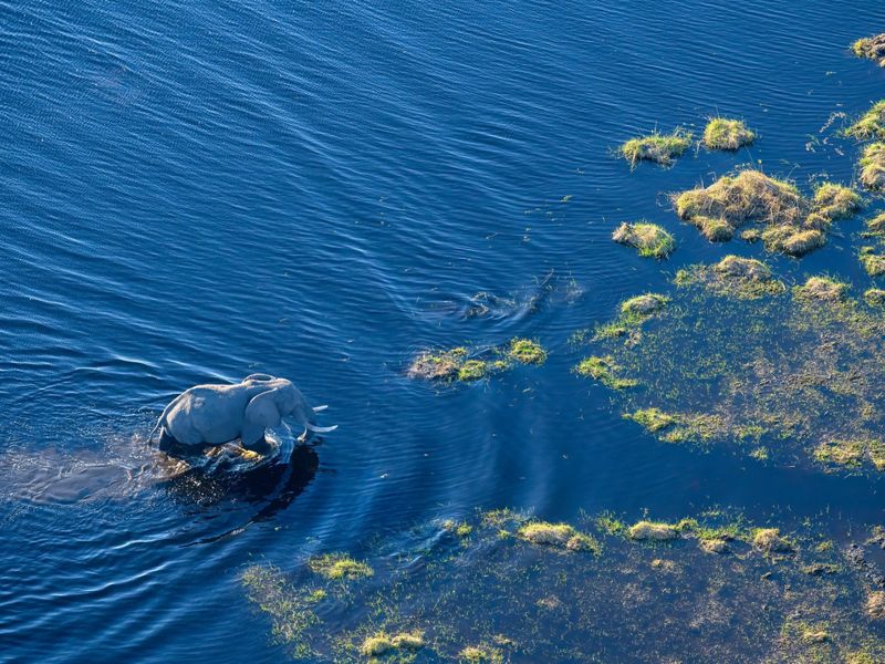 Vista aérea de un elefante africano camindando en el agua en el delta de Okavango, Botsuana.