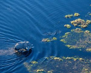 Vista aérea de un elefante africano camindando en el agua en el delta de Okavango, Botsuana.