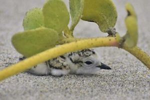 A week old Western Snowy Plover chick hiding in the verbena of Ormond Beach's dunes this past breeding season.