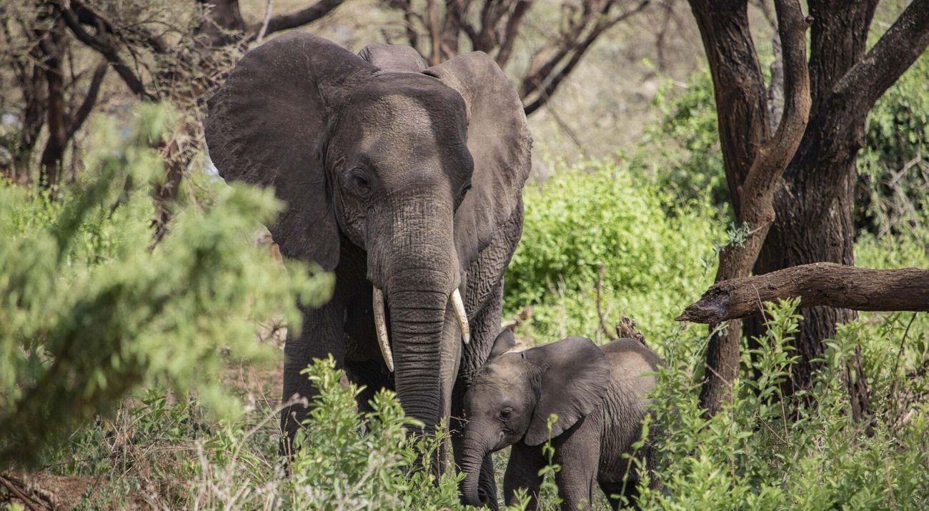An adult elephant and a baby elephant stand together in a forest.
