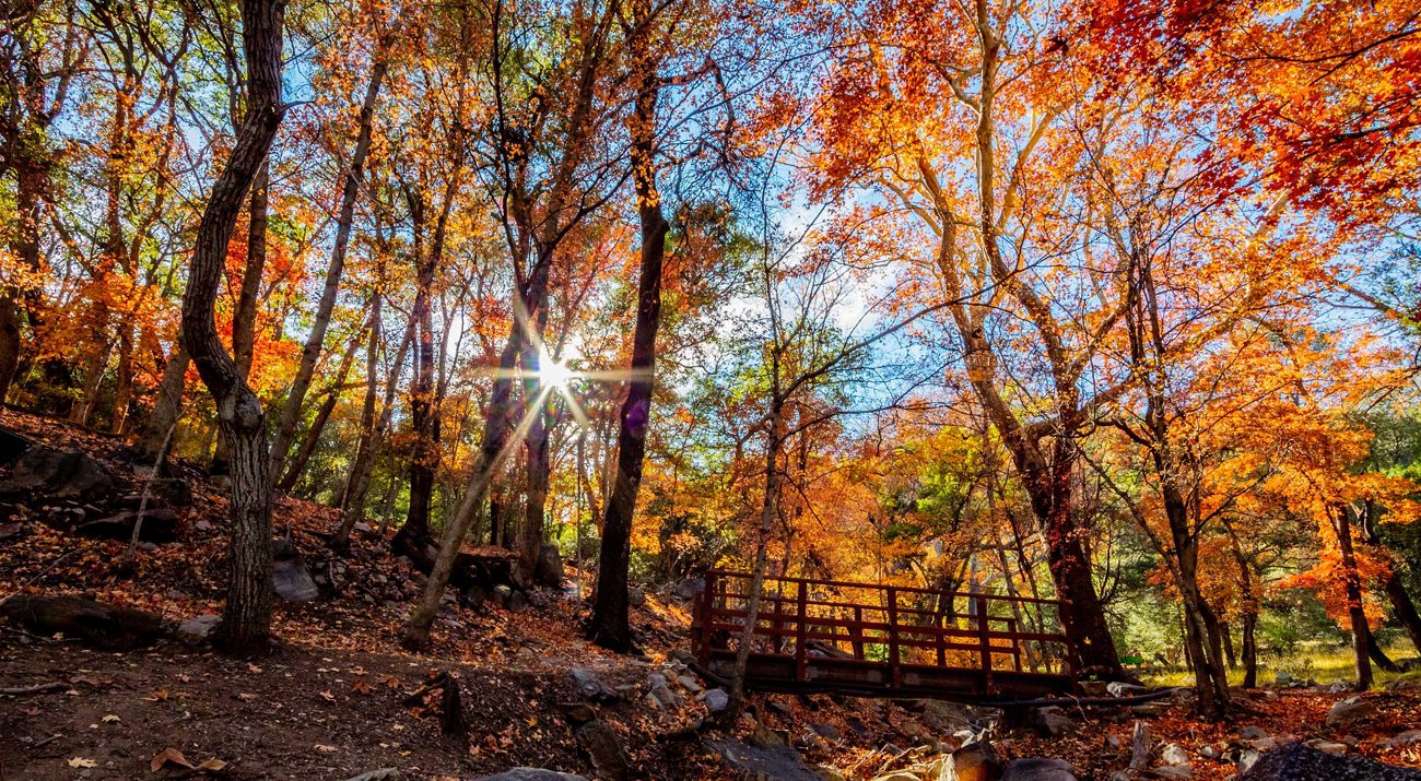The sun shines through the forest full of falls colors.
