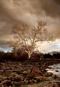 A single tree with no leaves shines in the sunlight, surrounded by rocks and a stream.