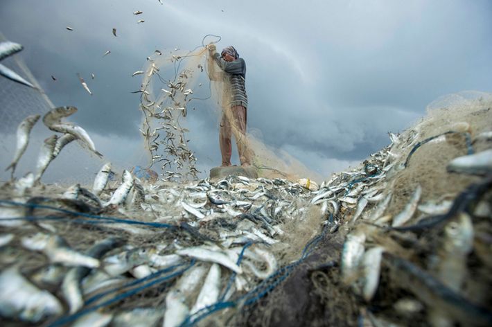 Sorting activities of fishermen’s catches in the village of Kedonganan, Bali.