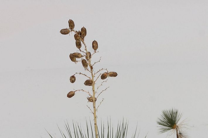 Soaptree Yucca in White Sands National Park, New Mexico.