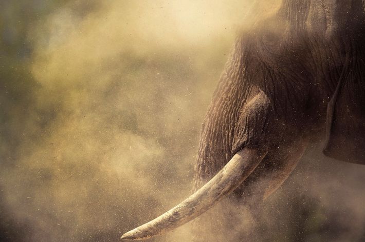 The African dust around the supergiant is one of the best spectacles in wild Namibia.