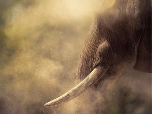 An elephant through a storm of dust.