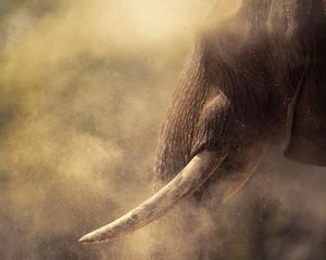 An elephant through a storm of dust.