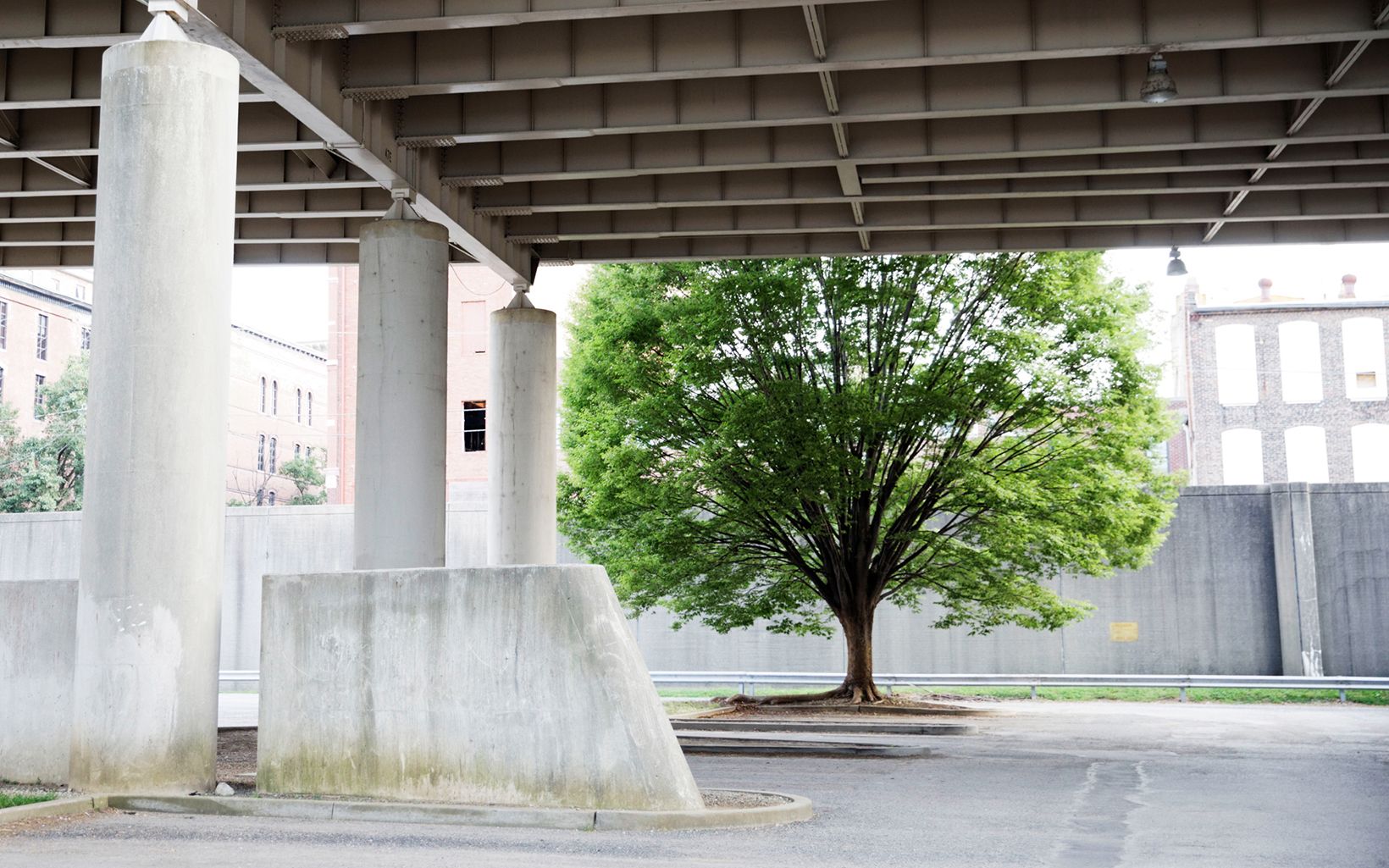 Trees in parking area under Spaghetti Junction, in Louisville, Kentucky. Small pockets of nature, in the right place, can make a big difference for public health.