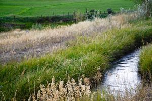 A stream flowing through green agricultural landscape.