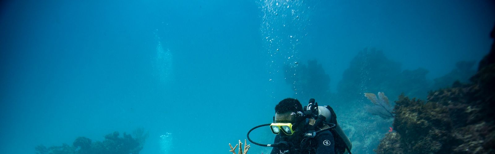 undersea coral restoration