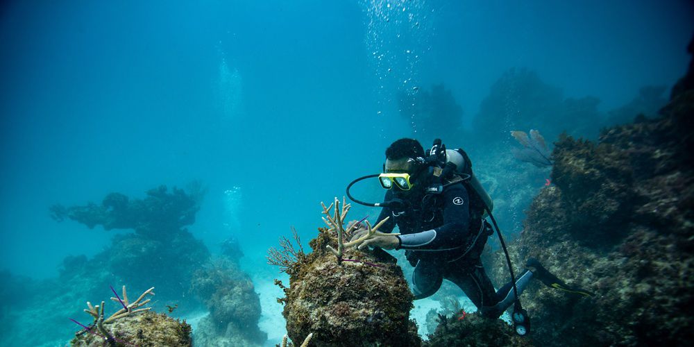 undersea coral restoration